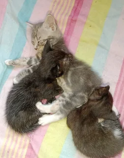 Kittens - Ad posted by Sashkia Scholtz