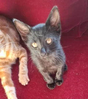 Kittens - Ad posted by Sashkia Scholtz