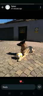 German Shepherd Puppies