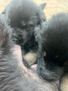 German Shepherd Puppies
