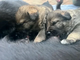 German Shepherd Puppies