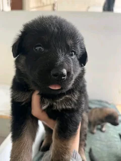 German Shepherd Puppies