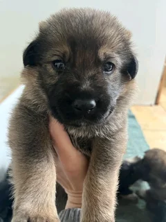 German Shepherd Puppies