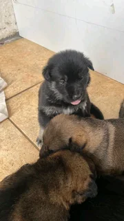 German Shepherd Puppies