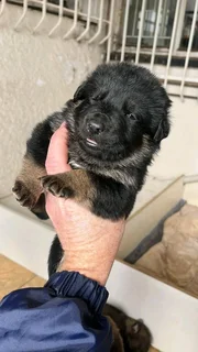 German Shepherd Puppies