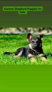 German Shepherd Puppies