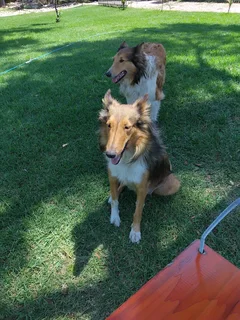 Lassie collie puppies