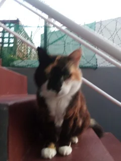 Petsitter/housesitter - Ad posted by Terry Mardon