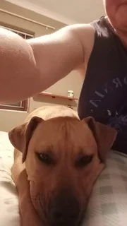 Petsitter/housesitter - Ad posted by Terry Mardon