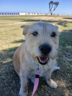 Petsitter/housesitter - Ad posted by Terry Mardon