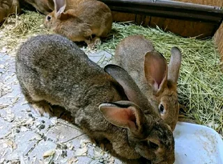 Beautiful Bunnies Available for Sale :::R500