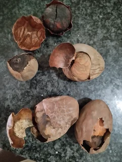 Black Death Seeds = Medical Study