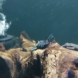 Wide range of tropical fish for sale