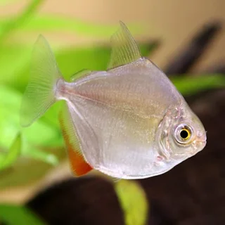 Silver dollars fish for sale