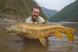 Golden mahseer fish for sale