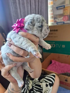 French Bulldog Puppies