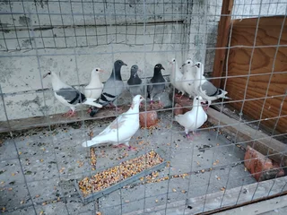 Youngster Pigeons