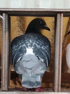 Pigeon lovers