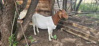 Boerbok ewe for sale