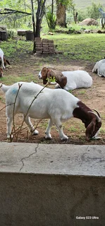 Boerbok ewe for sale