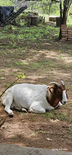 Boerbok ewe for sale