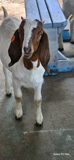 Young boerbok ewe  and ram for sale