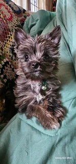 Yorkie merle puppy