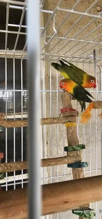 2 lovebirds for sale