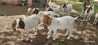 Young boerbok ewe for sale