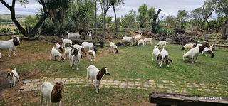 Boergoats for sale