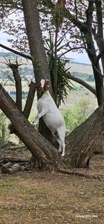 Boergoats for sale