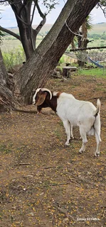 Boergoats for sale