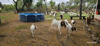 Boergoat for sale