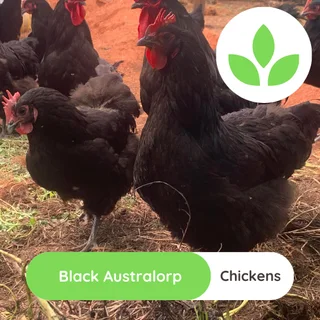 Black Australorp chickens
