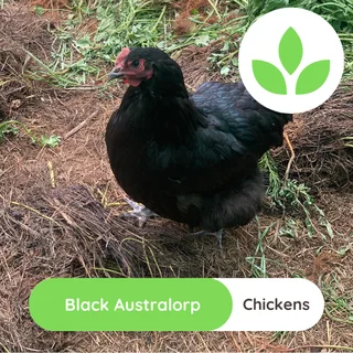Black Australorp chickens