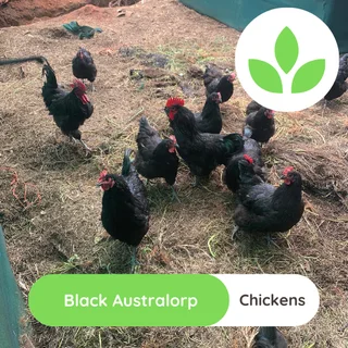 Black Australorp chickens