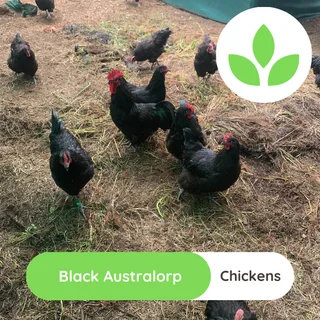 Black Australorp chickens