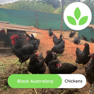 Black Australorp chickens