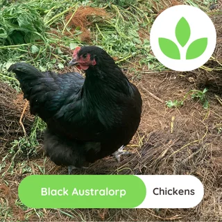Black Australorp chickens