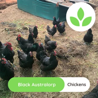 Black Australorp chickens