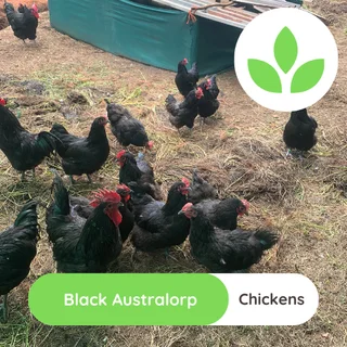 Black Australorp chickens
