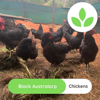 Black Australorp chickens