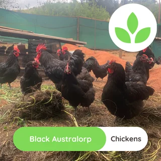 Black Australorp chickens