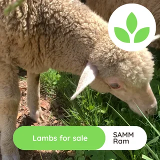 Lambs - Ad posted by GroSpace