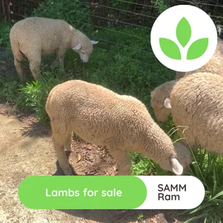 Lambs - Ad posted by GroSpace
