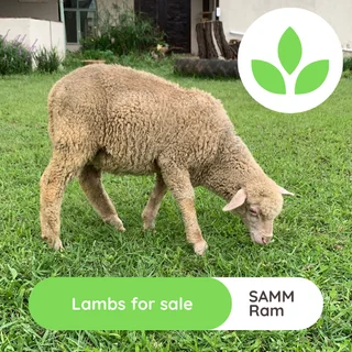 Lambs - Ad posted by GroSpace