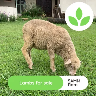 Lambs - Ad posted by GroSpace