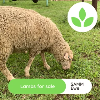 Lambs - Ad posted by GroSpace