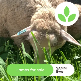 Lambs - Ad posted by GroSpace