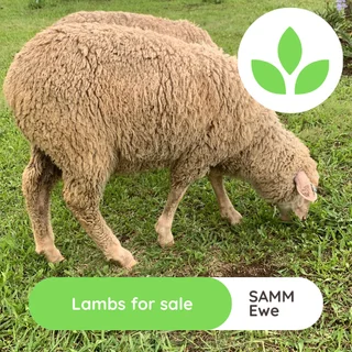 Lambs - Ad posted by GroSpace